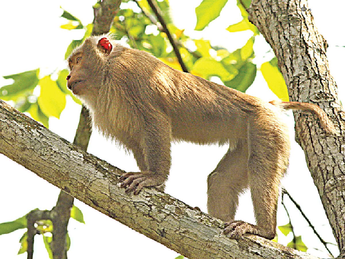 সাতছড়ি জাতীয় উদ্যানে উল্টোলেজি বানর l ছবি: লেখক