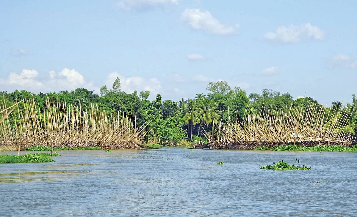 রাজশাহীতে বারনই নদীতে বাঁশের বেড়া দিয়ে মাছ ধরা হচ্ছে। কামারখালি এলাকা থেকে গত মঙ্গলবার তোলা ছবি l প্রথম