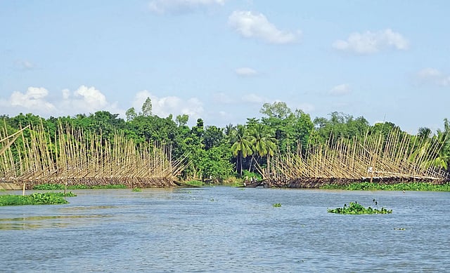 রাজশাহীতে বারনই নদীতে বাঁশের বেড়া দিয়ে মাছ ধরা হচ্ছে। কামারখালি এলাকা থেকে গত মঙ্গলবার তোলা ছবি l প্রথম