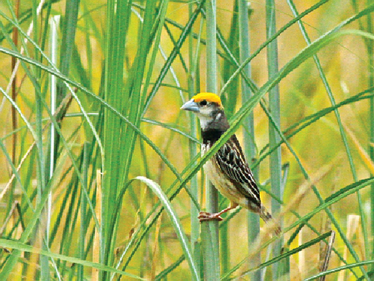 রাজশাহীর পদ্মাপারে ধানখেতে পুরুষ কালোবুক বাবুই l ছবি: লেখক