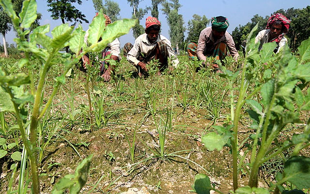 নবান্ন উৎসবে নতুন আলুর চাহিদা থাকে বেশি, দামও পাওয়া যায় ভালো। সেই আলু খেতে কাজ করছে চাষিরা। ছবিটি আজ বুধবার বগুড়া সদর উপজেলার পল্লিমঙ্গল হাট এলাকার বাড়ইপাড়া গ্রাম থেকে তোলা। ছবি: সোয়েল রানা, বগুড়া
