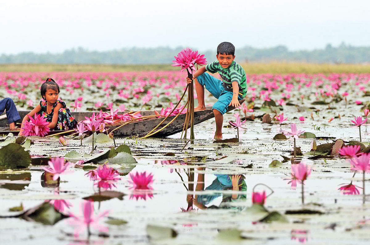 ঋতুতে ঋতুতে নিজেকে অপরূপভাবে বদলে নেয় গ্রামবাংলা। বছরের এই সময় দেশের বিল-ঝিল ভরে ওঠে শাপলার হাসিতে। সিলেটের জৈন্তাপুরের ইয়াম বিল থেকে লাল শাপলা সংগ্রহ করছে দুই শিশু। ছবিটি গত শনিবার তোলা
