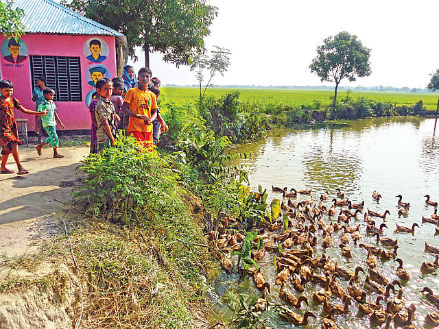 এসব হাঁস পালন করেই ঠাকুরগাঁওয়ের চরভিটা সরকারি প্রাথমিক বিদ্যালয়ের শিক্ষার্থীদের মিড ডে মিলের (দুপুরের খাবার) ব্যবস্থা হয়। ছবিটি বিদ্যালয়-সংলগ্ন পুকুর থেকে গত সপ্তাহে তোলা l প্রথম আলো