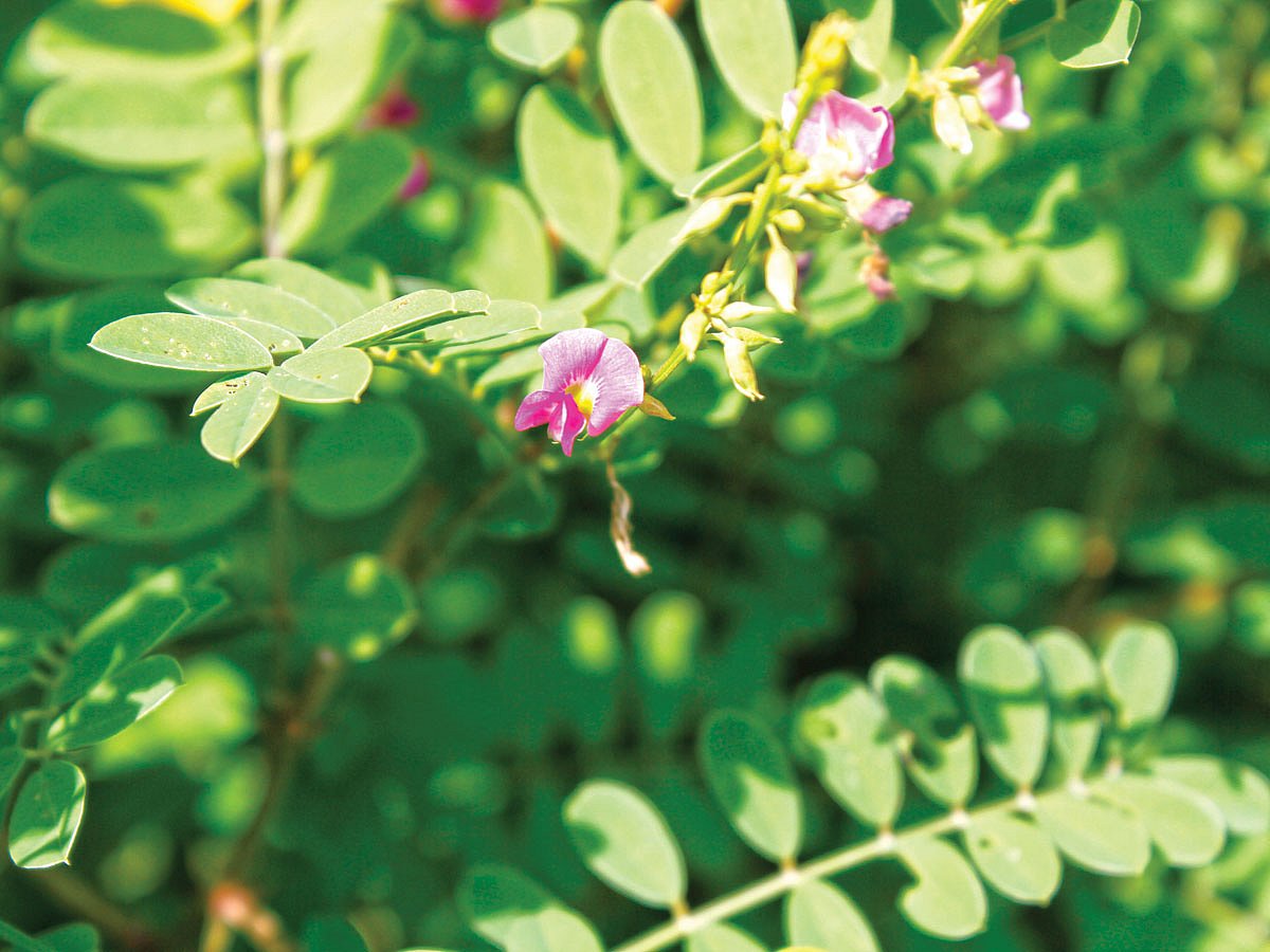 পাহাড়ের চূড়ায় ফোটা ফুল বন-নীল। রাঙামাটি শহরের কাছের একটি পাহাড়  থেকে তোলা l ছবি: লেখক