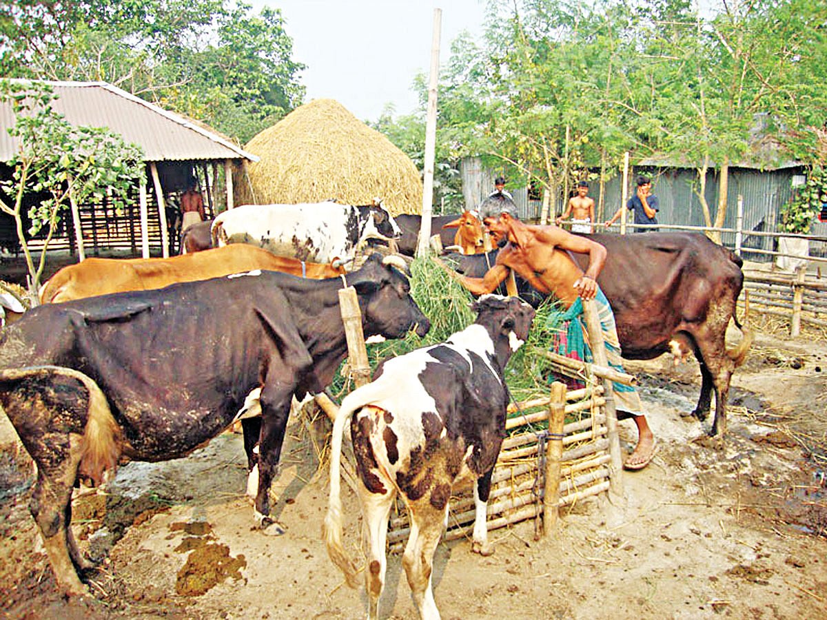 গরুকে ঘাস খাওয়াচ্ছেন বেড়ার চরনাকালিয়া গ্রামের আনিসুর রহমান। অভাব একটা সময় ছিল তাঁর নিত্যসঙ্গী। গরু পালনের মাধ্যমে তিনি এখন সচ্ছল l ছবি: প্রথম আলো