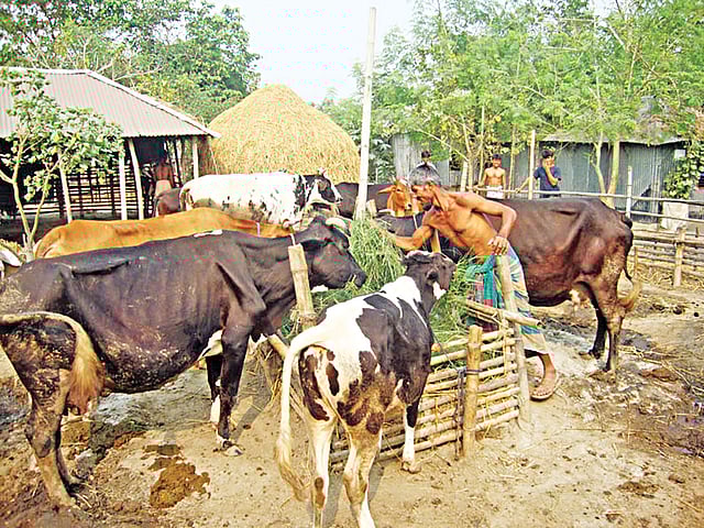 গরুকে ঘাস খাওয়াচ্ছেন বেড়ার চরনাকালিয়া গ্রামের আনিসুর রহমান। অভাব একটা সময় ছিল তাঁর নিত্যসঙ্গী। গরু পালনের মাধ্যমে তিনি এখন সচ্ছল l ছবি: প্রথম আলো