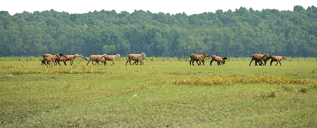 দূের কেওড়াবন
