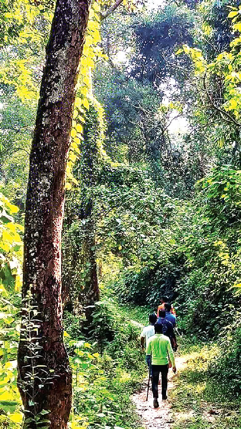 এমন বন দেখা যায় কালেঙ্গায়। ছবি: তানভীর আহমাদ
