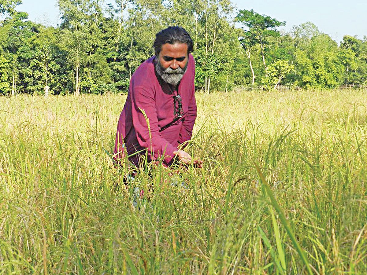 নিজের খেতে ফলানো হারানো জাতের ধানের মাঝে কাজী শাহীদুল ইসলাম। শ্রীমঙ্গলের গন্ধর্বপুর গ্রামের মাঠ থেকে গত ২২ নভেম্বর তোলা ছবি l প্রথম আলো
