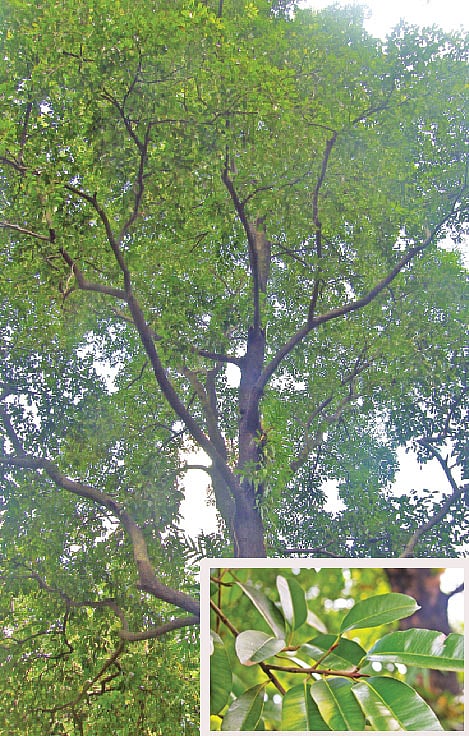 মিরপুর জাতীয় উদ্ভিদ উদ্যান থেকে সম্প্রতি তোলা কামদেব গাছের ছবি। ইনসেটে পাতা l লেখক