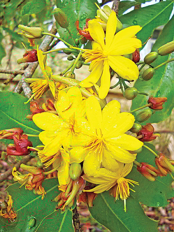 কনকচাঁপা। ইউএনডিপি অফিস প্রাঙ্গণ, রাজবাড়ি রোড, রাঙামাটি থেকে ছবিটি তুলেছেন লেখক