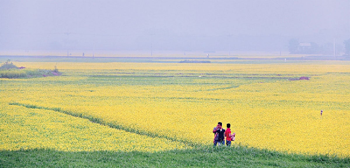ঢাকার কাছেই শ্রীনগরের নাগেরপাড়া গেলে ঘুরে আসতে পারেন হলুদ সরষে ফুলের এই মাঠে। ছবি: লেখক
