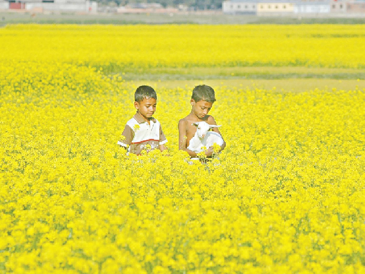 সরষেখেত। যেন হলুদের চাদর বিছিয়ে রেখেছে প্রকৃতি। ছবি: প্রথম আলো