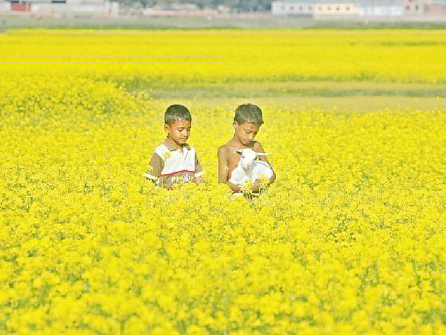 সরষেখেত। যেন হলুদের চাদর বিছিয়ে রেখেছে প্রকৃতি। ছবি: প্রথম আলো