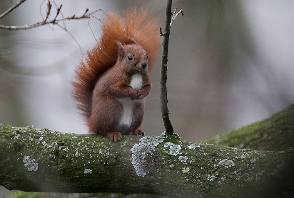 গাছের ডালে লেজ উঁচিয়ে বসে আছে কাঠবিড়ালি। ছবিটি গতকাল রোববার জার্মানির উত্তরাঞ্চলীয় নগর হামবুর্গ থেকে তোলা। ছবি: এএফপি