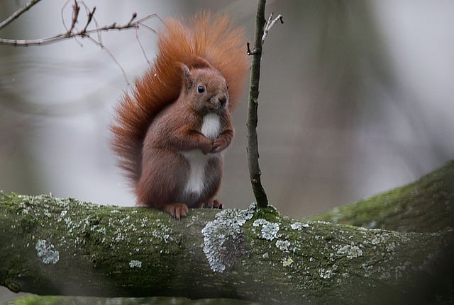 গাছের ডালে লেজ উঁচিয়ে বসে আছে কাঠবিড়ালি। ছবিটি গতকাল রোববার জার্মানির উত্তরাঞ্চলীয় নগর হামবুর্গ থেকে তোলা। ছবি: এএফপি