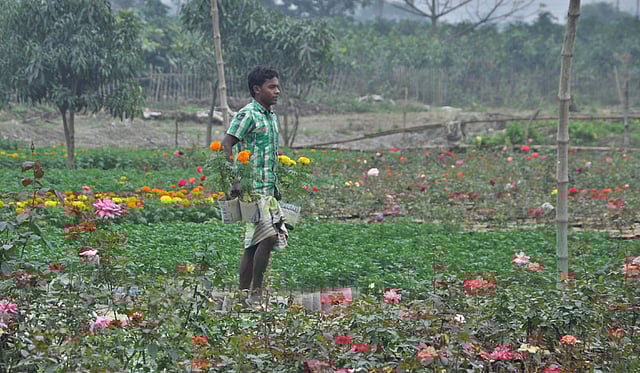 নার্সারিতে ফুলের পরিচর্যায় ব্যস্ত এক ব্যক্তি। ছবিটি পূর্ব কেরানীগঞ্জ থেকে তোলা। ছবি: ফোকাস বাংলা