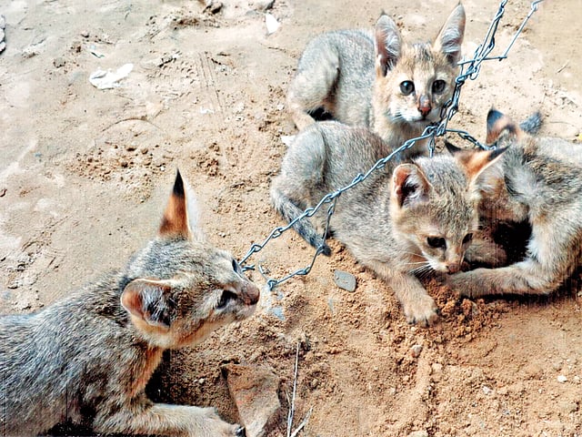 শিকলবন্দী সেই চারটি বনবিড়াল ছানা l ছবি: কল্যাণ প্রসূন