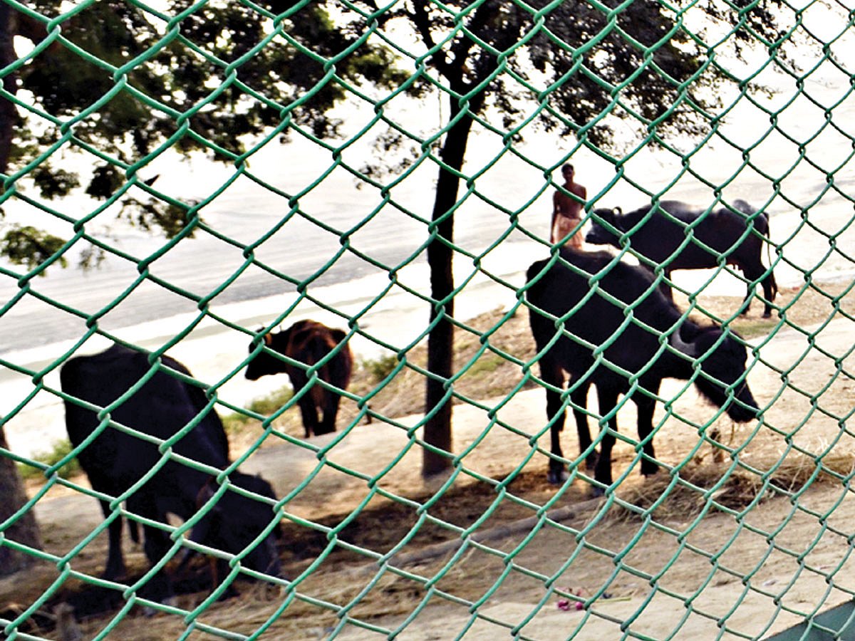 বেড়া দেওয়ার পরও রাজশাহীর লালন শাহ পার্কে চলছে অবাধে গবাদিপশু পালন। ছবিটি গত বুধবার দুপুরে তোলা l প্রথম আলো