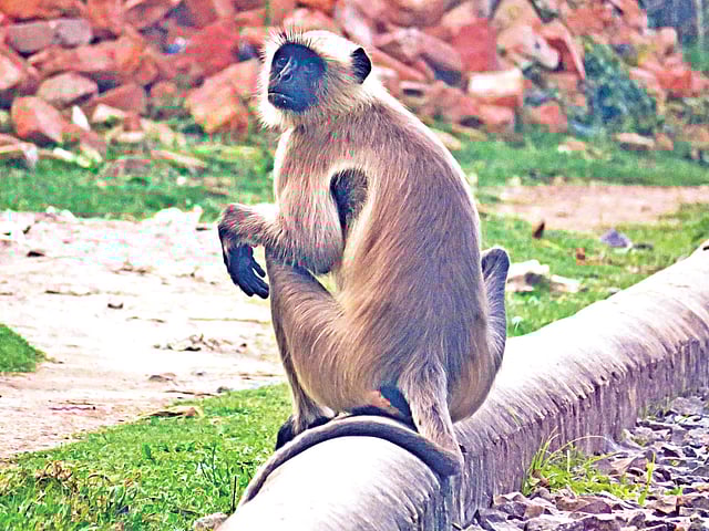 কুষ্টিয়ায় রেললাইনের পাশে হনুমান l ছবি: লেখক
