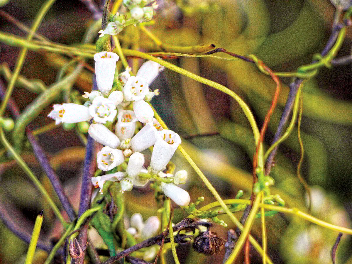 স্বর্ণলতার ফুল, নরসিংদী থেকে তোলা l ছবি: লেখক