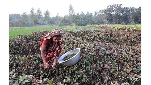 রাজবাড়ী সদরের সুলতানপুর ইউনিয়নের শালকাঠি এলাকার গৃহবধূ শাবানা আক্তার নিজের হাতে লাগানো পুঁই শাকের মাচা থেকে পুঁই এর গোটা তুলছেন। এগুলো তার স্বামী বাজারে বিক্রি করবেন। ছবিটি আজ রোববার দুপুরে তোলা। ছবি: আলীমুজ্জামান