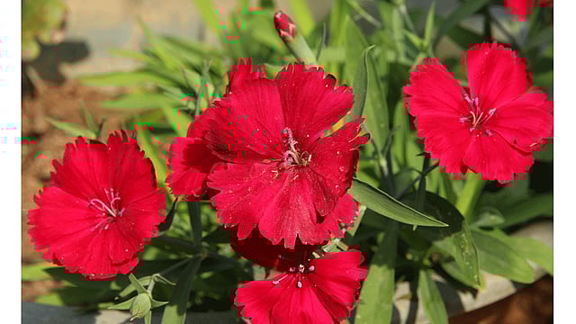 গন্ধহীন লাল রঙের এই ফুলটির ছবি রাঙামাটি শহরের রাঙাপানি গ্রাম থেকে তোলা। ছবি: সুপ্রিয় চাকমা