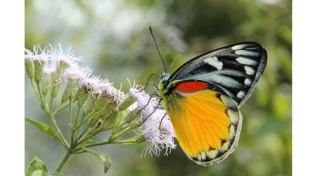 বুনোফুল থেকে মধু আহরণে ব্যস্ত বর্ণিল প্রজাপতিটি। ছবিটি রাঙামাটি শহরের রাঙাপানি গ্রাম থেকে তোলা। ছবি: সুপ্রিয় চাকমা