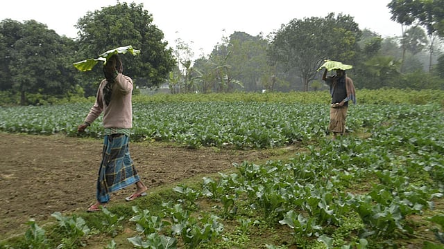 বৃষ্টির হাত থেকে রেহাই পেতে কচু পাতা মাথায় দিয়ে ঘরে ফেরেন কৃষকেরা। ছবিটি শহরের নগরপাড়া থেকে তোলা। ছবি: প্রথম আলো