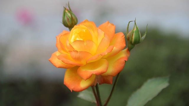 একটি ফুল, দুটি কলি। ছবি: জগলুল পাশা