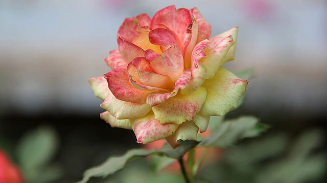 বাহারি গোলাপের আরেকটি প্রজাতি। ছবি: জগলুল পাশা