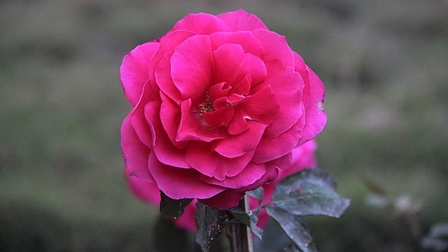 স্নিগ্ধ ঘ্রাণে ভরা বাগানে আরেক প্রজাতির গোলাপ। ছবি: জগলুল পাশা