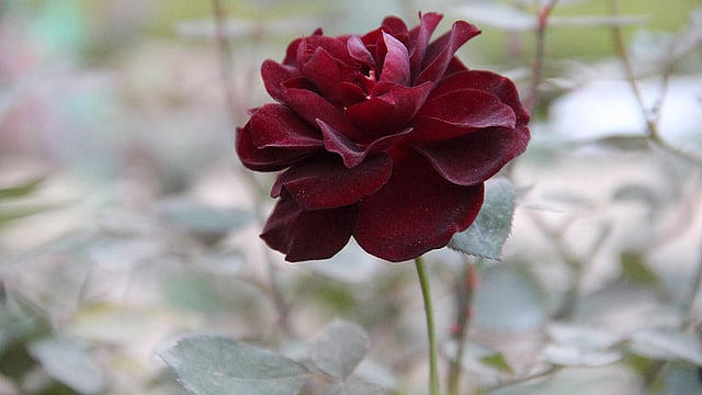 বাহারি গোলাপ বাগানের একটি গোলাপ। ছবি: জগলুল পাশা