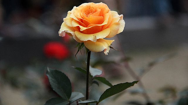 পাপড়ির সজ্জা। ছবি: জগলুল পাশা