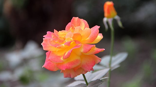 একটি কলি তো, অন্যটি ফুল। ছবি: জগলুল পাশা