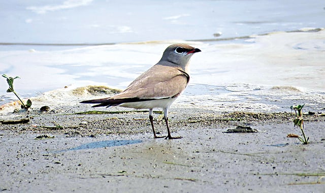 পাবনা জেলার পদ্মার এক চরে বাবুই বাটান পাখি l ছবি: লেখক