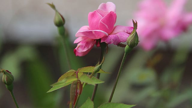 গোলাপি গোলাপ। ছবি: জগলুল পাশা