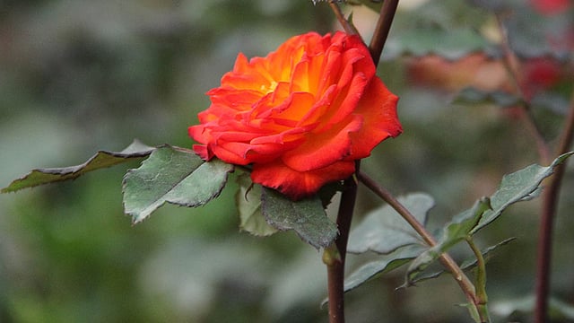 যেন নিজের ভারেই নুয়ে পড়েছে গোলাপটি। ছবি: জগলুল পাশা