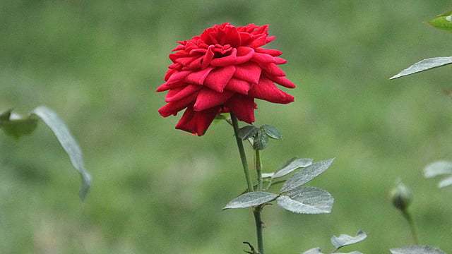 গাঢ় লাল গোলাপ। ছবি: জগলুল পাশা