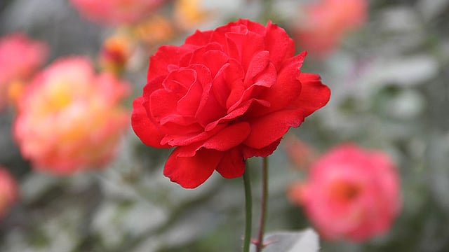 বাহারি গোলাপ ফুলের সমারোহ ময়মনসিংহ শহরের বিদ্যাময়ী সরকারি বালিকা উচ্চ বিদ্যালয়ের বাগানে। টকটকে লাল গোলাপের ছবিটি সম্প্রতি তোলা। ছবি: জগলুল পাশা