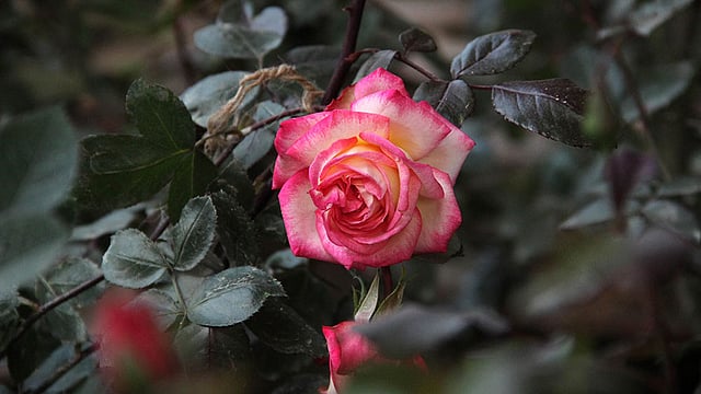 মন ভালো করে গোলাপ। ছবি: জগলুল পাশা