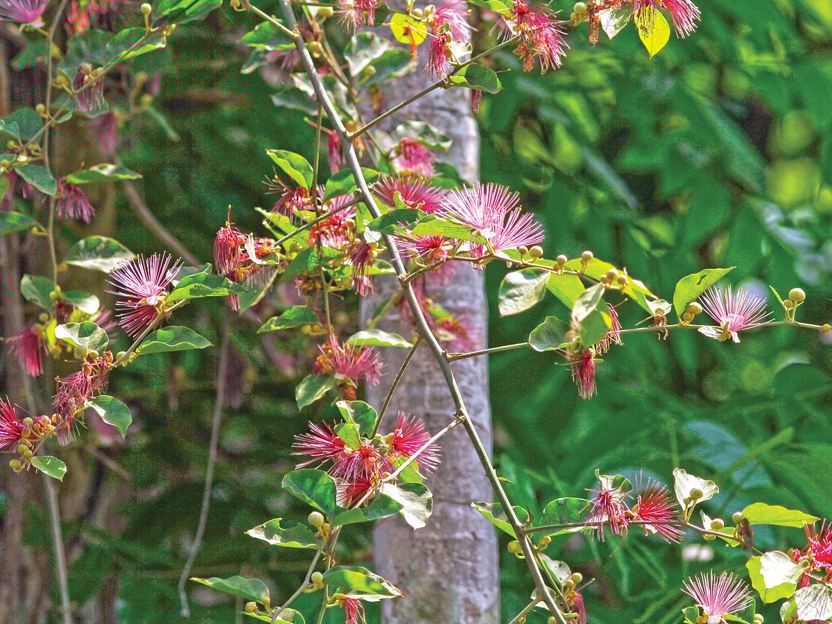 আষাঢ়ী লতার ফুল, তেঁতুলিয়ার মহানন্দা নদীতীরের একটি মঠের দেয়াল থেকে তোলা l ছবি: লেখক