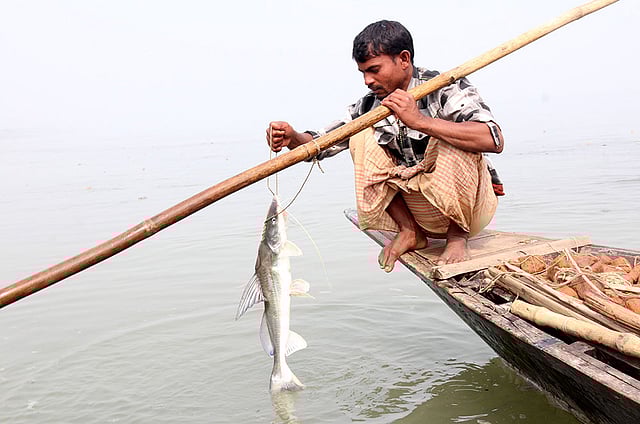যমুনা নদী থেকে আইড় মাছ ধরেছেন এক মৎস্যজীবী। ছবিটি আজ বৃহস্পতিবার বগুড়ার সারিয়াকান্দি উপজেলার চন্দনবাইশা এলাকা থেকে তোলা। ছবি: সোয়েল রানা