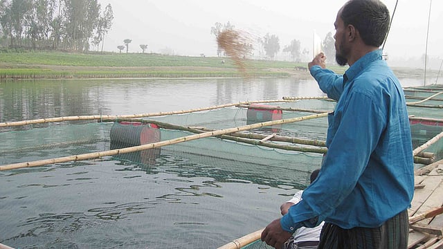 সিরাজগঞ্জের রায়গঞ্জে খাঁচায় চলছে মাছ চাষ। ছবিটি গতকালের। ছবি: সাজেদুল আলম