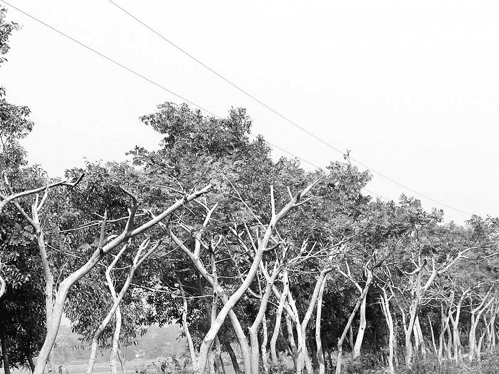 কুমিল্লার লাকসাম উপজেলার তারাপাইয়া গ্রামের সামাজিক বনায়ন কর্মসূচির কয়েক শ গাছের মাথা বিদ্যুৎ​ বিভাগের কর্মীরা কেটে ফেলেছেন। সম্প্রতি তোলা ছবি l প্রথম আলো