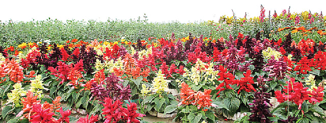 মাইলের পর মাইল চোখে পড়বে নার্সারিতে ফুটে থাকা বিভিন্ন রঙের ফুল। ছবি: লেখক