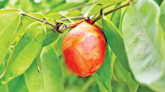 পাখি ফুলের গাছে ফোটার অপেক্ষায় একটি কুঁড়ি l ছবি: প্রথম আলো