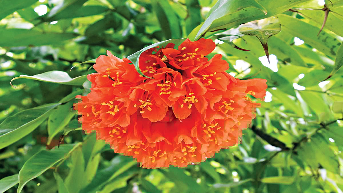 রাজশাহী কলেজ চত্বরে ফুটে আছে একটি পাখি ফুল l ছবি: প্রথম আলো