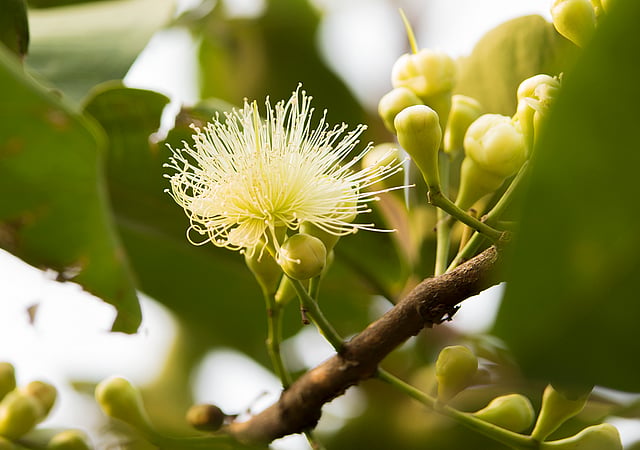 জামরুল ফুল। ছবি: জামিউল ইসলাম