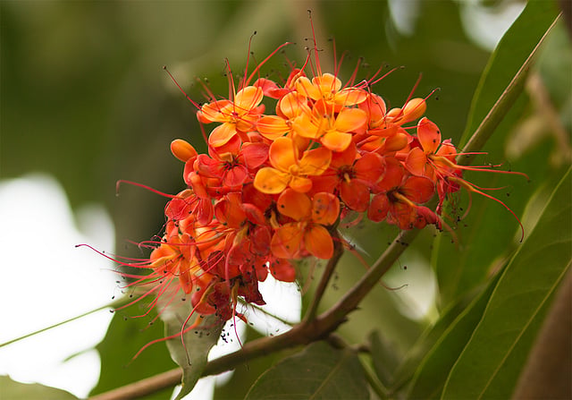 কোথাওবা ফুটে আছে অশোক ফুল। ছবি: জামিউল ইসলাম